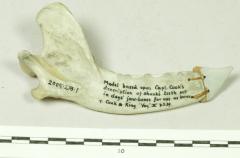 2004.218.1 Model knife possibly made by Henry Balfour