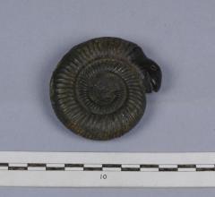 1911.29.87 Ammonite carved with an animal's head, forged fossil from Whitby donated by Percy Manning