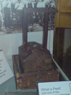 A similar mouse-trap on display at the Vale and Downland Museum, Wantage. Photo by author